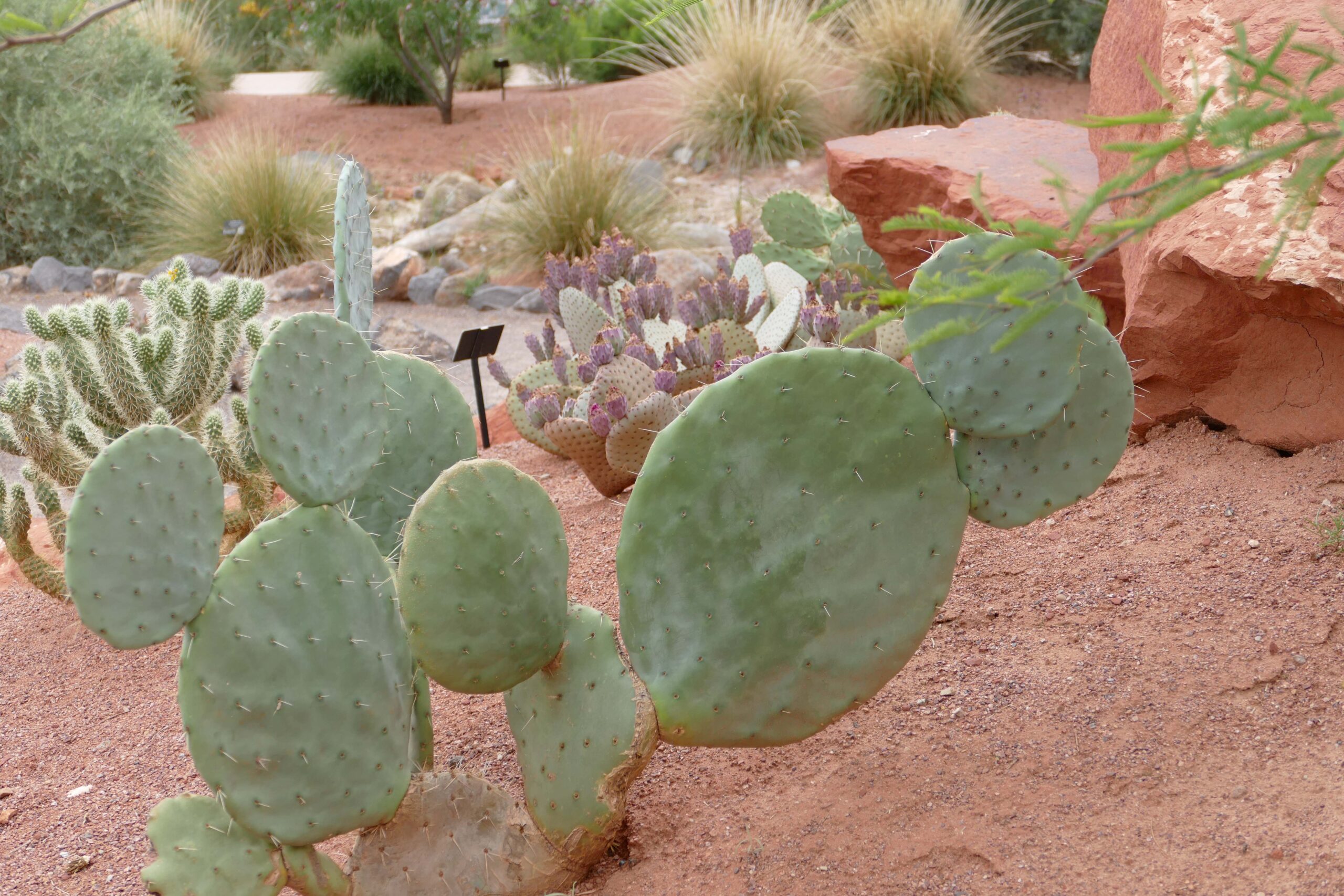 Dinner Plate Cactus | Red Hills Desert Garden | WCWCD